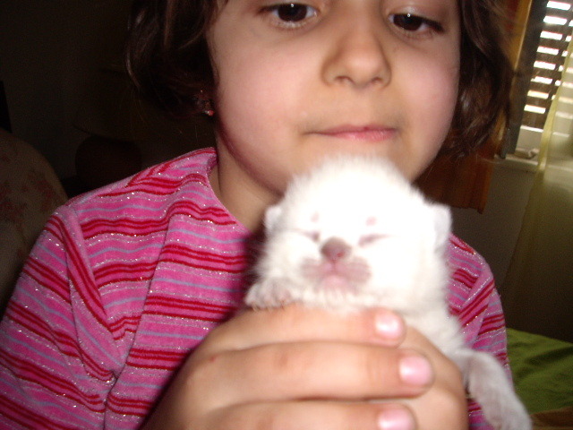 British Shorthair; 7 zile
