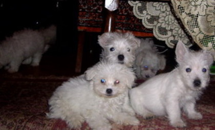 westie si maltese - West highland white terrier-Cezar