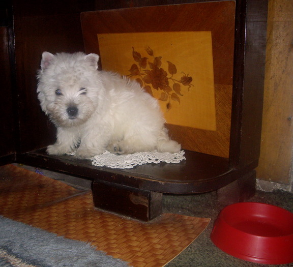 westie - West highland white terrier-Cezar