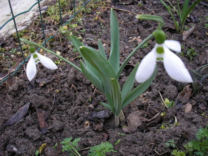 P3040009 - ghiocei 10-03-2010