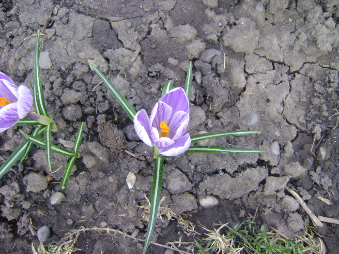 crocusi - florile mele -2010