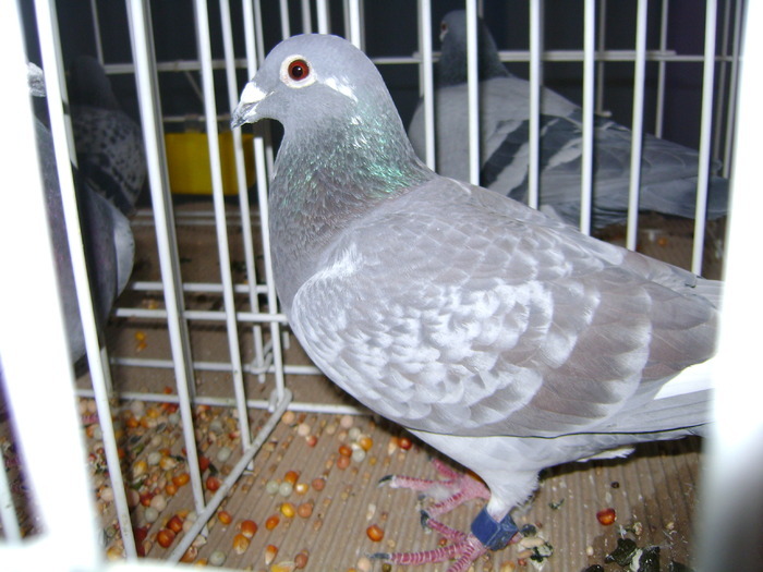 LOC20 DEMIFOND PALMARES 3 ANI UCPR2009; O CELEBRA FEMELA BAZA A CRESCATORIEI MELE
