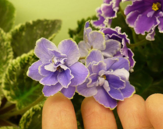 P1230544 - Sansoucy Coco