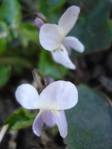 Toporasi (2010, March 30) - SWEET VIOLET