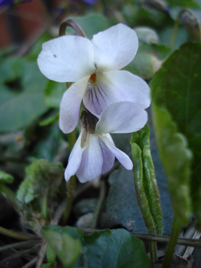 Viola odorata (2010, March 30) - SWEET VIOLET