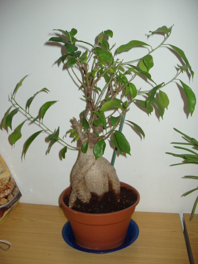 bonsai chel - 0018 FLORI APT 2010