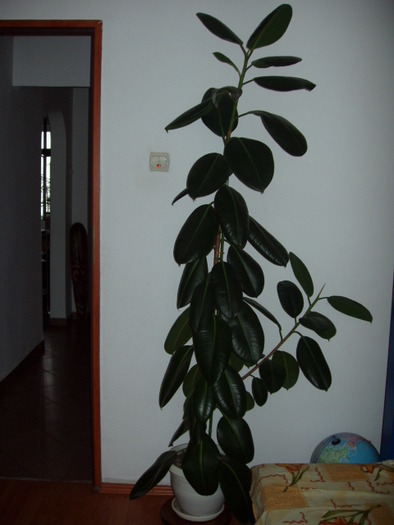 ficus 1.8 m