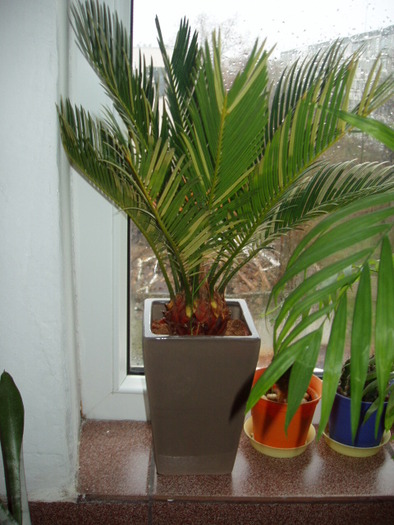 cycas revoluta - 0018 FLORI APT 2010