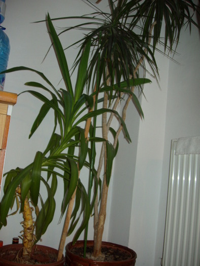 dracena si yucca