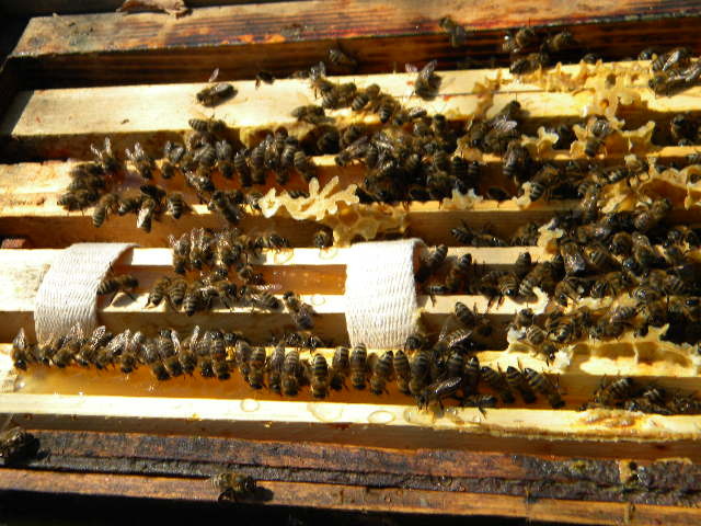 sirop la uluc; 2010
