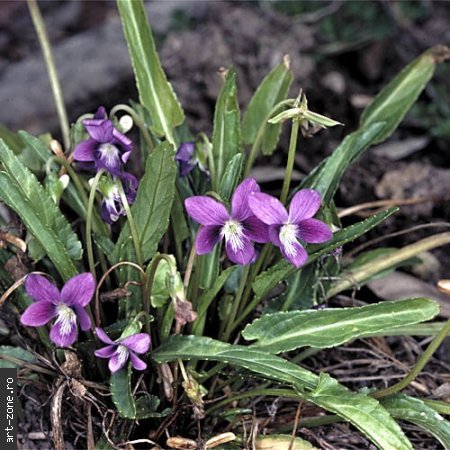 viola_betonicifolia_toporasi - poze flori
