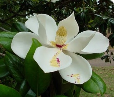 magnolia1 - poze crini
