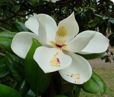 magnolia1