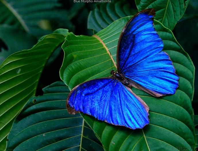 blue-morpho-amathonte - poze fluturi