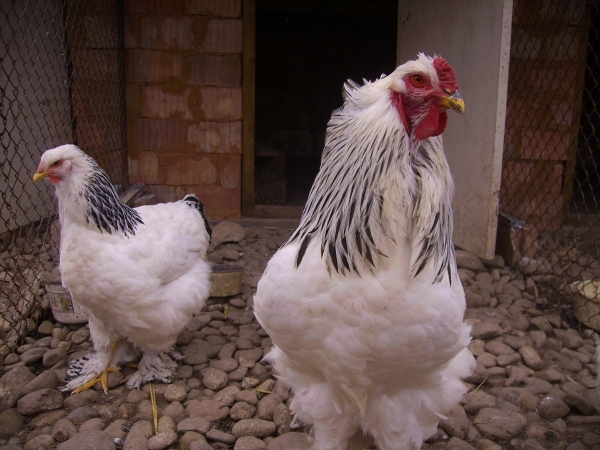 brahma herminat deschis; Poze martie 2010
