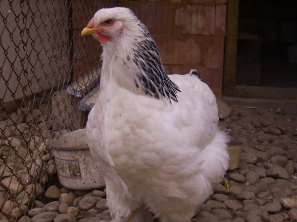 brahma herminat deschis; Poze martie 2010
