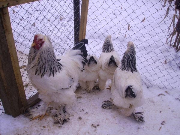 brahma herminat deschis; Poze martie 2010
