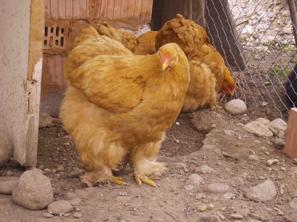 cochinchina galben; Poze martie 2010
