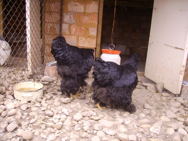 cochinchina negru; Poze martie 2010
