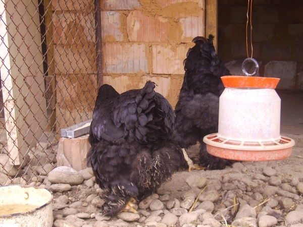 cochinchina negru; Poze martie 2010
