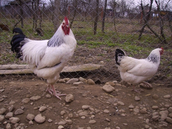 sussex herminat deschis; Poze martie 2010
