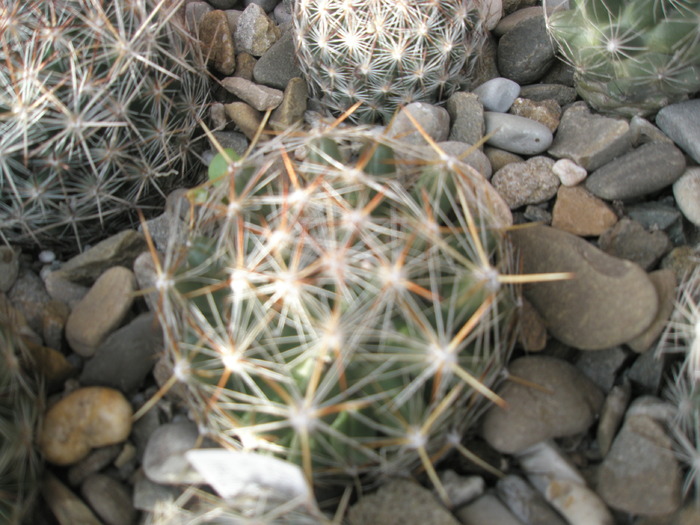 Escobaria de la Fabian oare caespitosa - Plante de EXTERIOR