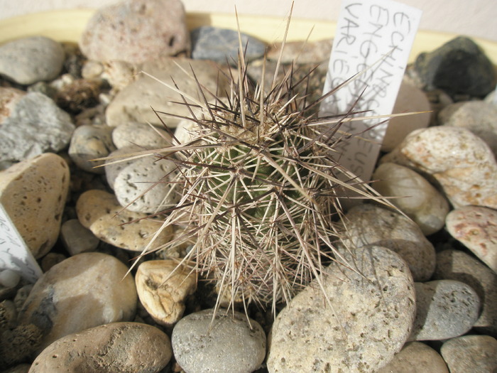 Echinocereus engelmannii - 30.03 - Plante de EXTERIOR