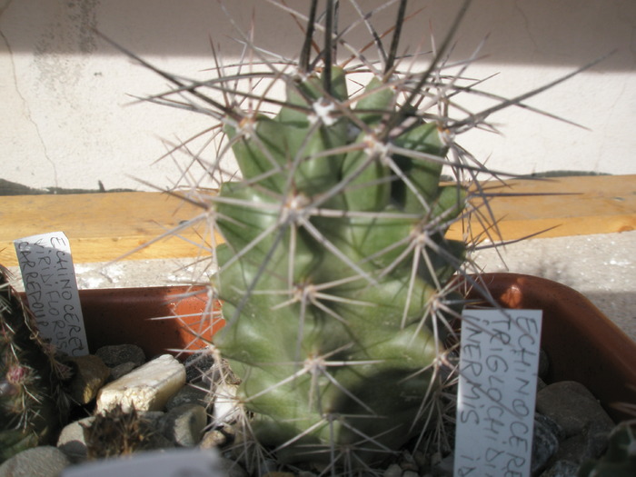 Echinocereus triglochidiatus - 30.03 - Plante de EXTERIOR