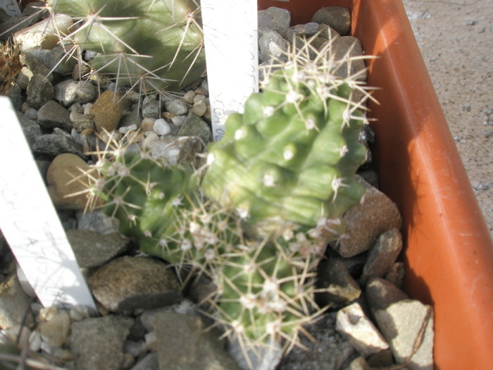 Echinocereus triglochidiatus inermis - Plante de EXTERIOR