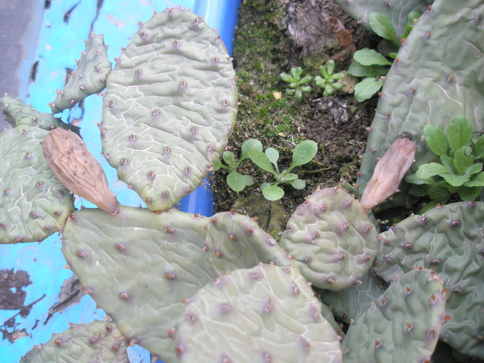 fructe deshidratate de Opuntia - Plante de EXTERIOR