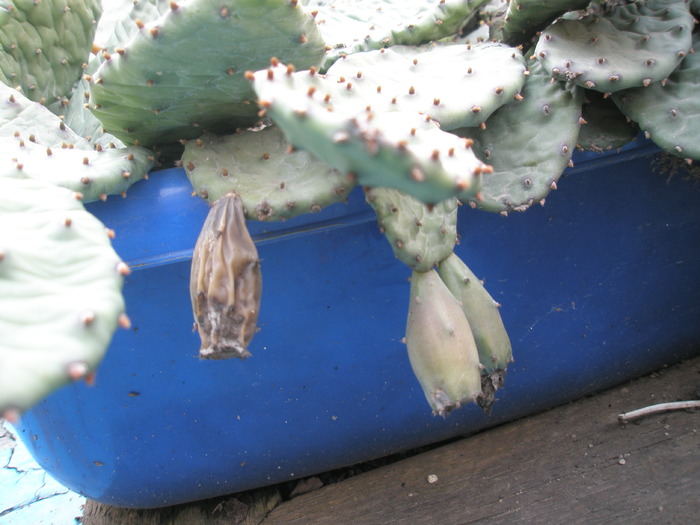 alte fructe de Opuntia - Plante de EXTERIOR