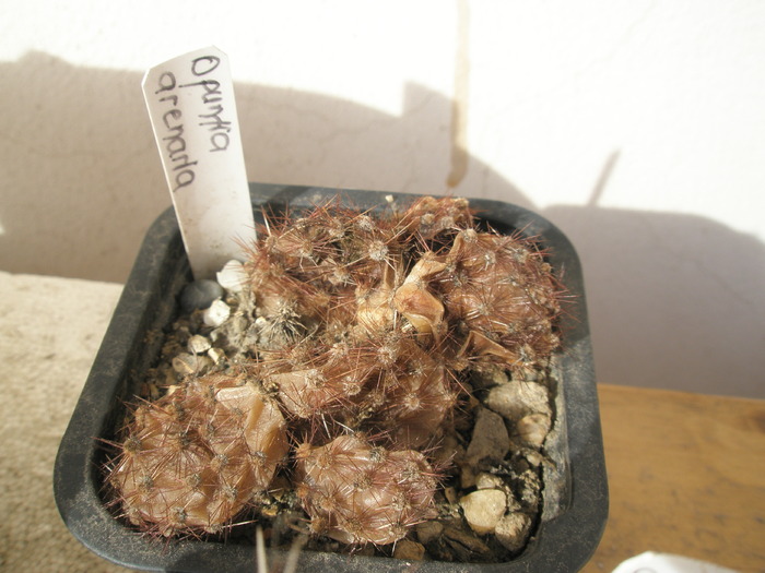 Opuntia arenaria care nu a rezistat la frig - Plante de EXTERIOR