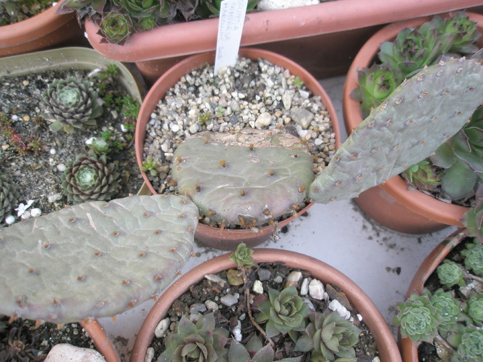 Opuntia compresa de la Marcu_nic