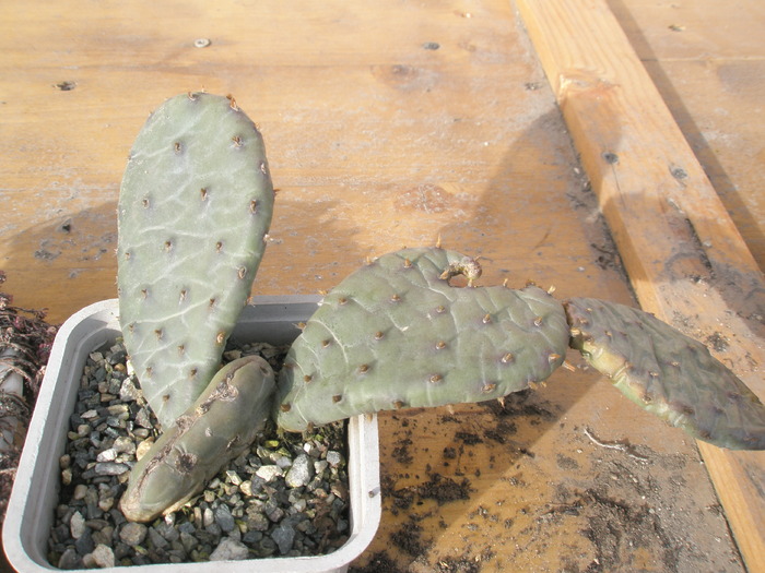 Opuntia de la Lucian care e compresa - Plante de EXTERIOR