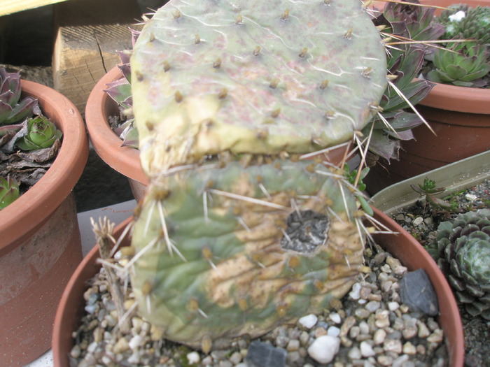 Opuntia macrorhiza de la Marcu_nic