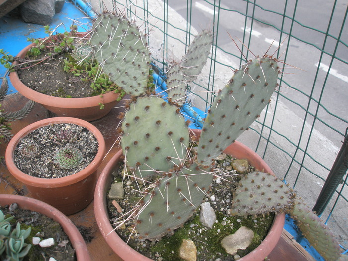 Opuntii cu spini mari