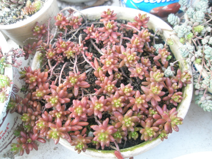 Sedum - 30.03