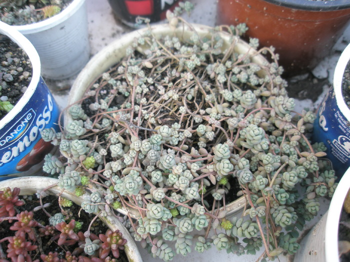 Sedum brevifolium - 30.03 - Plante de EXTERIOR