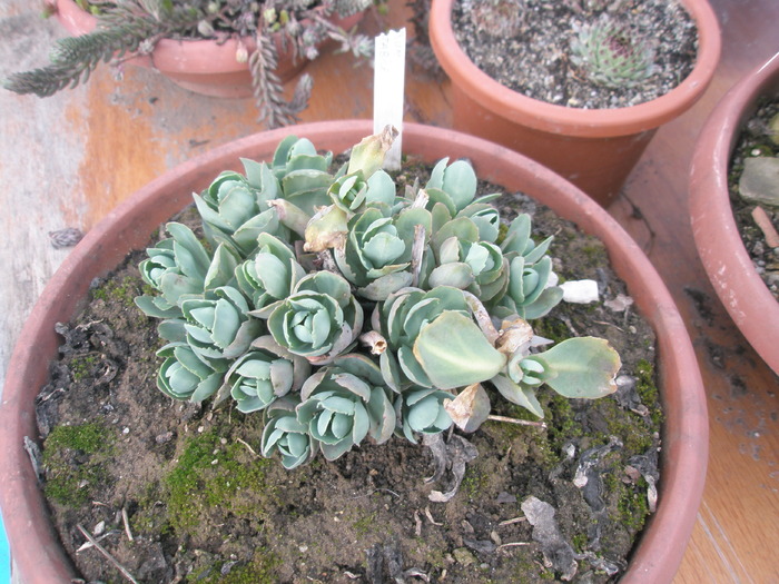 Sedum spectabile 30.03