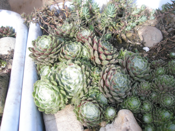 Sempervivum arachnoideum- 30.03