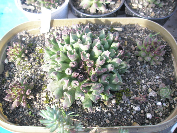 Sempervivum odytii - 30.03