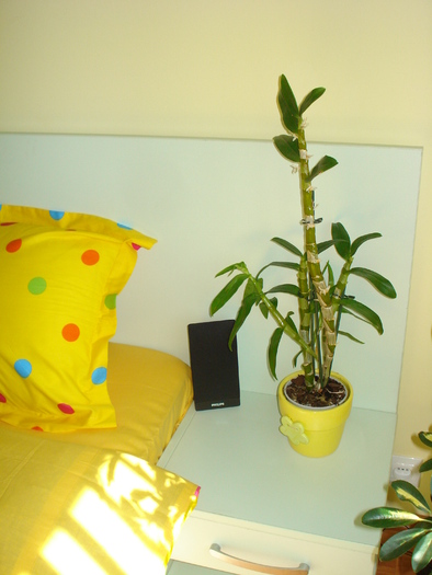 DENDROBIUM NOBILE