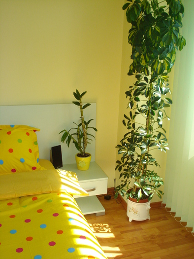 SCHEFFLERA...