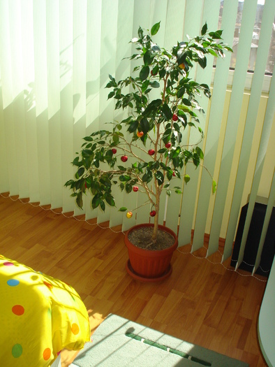 FICUS BENJAMIN