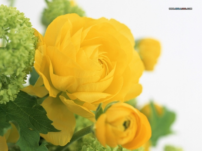 yellow_roses-1024x768 - flori
