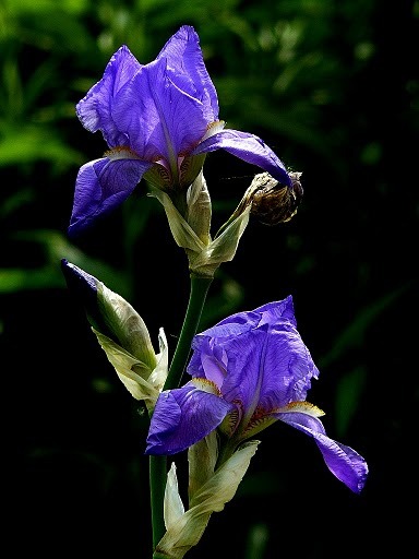 iris - flori