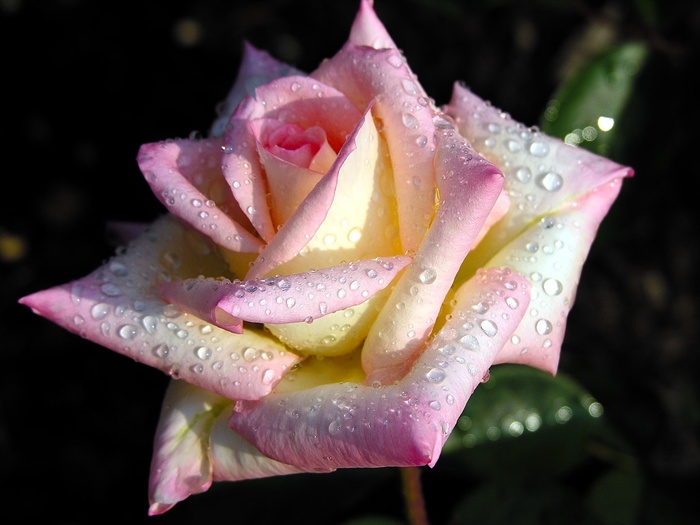 just_a_rose - flori