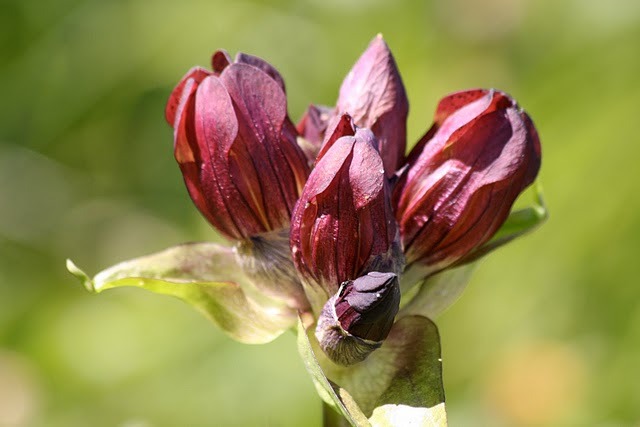 IMG_2501 - flori
