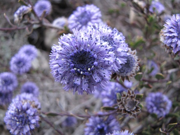 2010-02-28_18-07-23 - flori