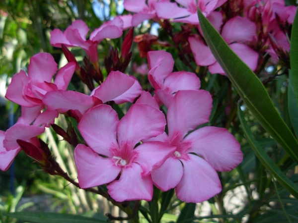 domaine-de-lolivaie-21-06-08-015 - flori